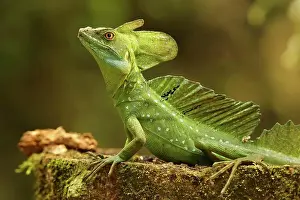 Lizard Prints: Male Jesus Christo Lizard, Costa Rica, Central America