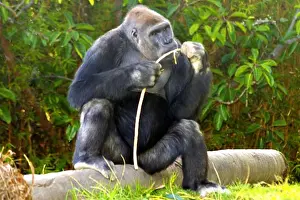 Powerful Prints: MALE LOWLAND GORILLA BITING STICK