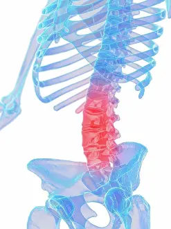 Spinal Prints: Male lumbar spine, illustration
