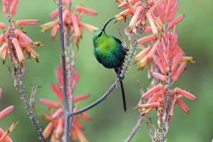 Serengeti Prints: Male Malachite Sunbird (Nectarinia famosa) feeding on Aloe flower