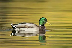 Birdwatching Prints: A male mallard duck swims in the calm water at Cannon Hill Park in Spokane, Washington