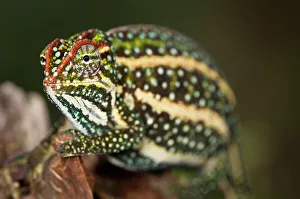Male Montane Jewelled chameleon (Furcifer campani) in breeding coloration
