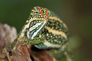 Lizard Prints: Male Montane Jewelled chameleon (Furcifer campani) in breeding coloration
