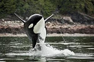 Juneau Prints: A male orca can be identified easily by its tall and straight dorsal fins