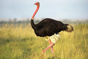 Flightless Prints: Male Ostrich or Common Ostrich (Struthio camelus) in tall grassland