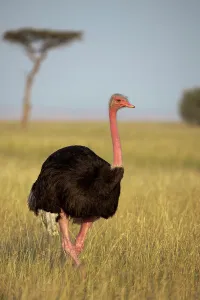 Flightless Prints: Male Ostrich or Common Ostrich (Struthio camelus) in tall grassland