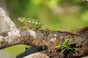 Chameleon Prints: Male Panther chameleon (Furcifer pardalis) in beach side vegetation
