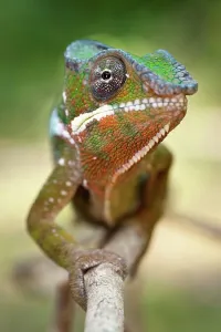 Animal Eye Prints: Male Panther chameleon (Furcifer pardalis) in beach side vegetation