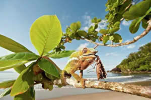 Animals Hunting Prints: Male Panther chameleon (Furcifer pardalis) eating Praying mantis (Mantis religiosa)