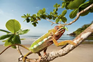 Animals Hunting Prints: Male Panther chameleon (Furcifer pardalis) eating Praying mantis (Mantis religiosa)