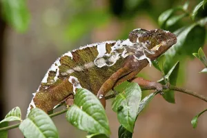 Lizard Prints: Male Panther chameleon (Furcifer pardalis) shedding its skin