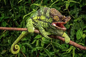 Diverse Prints: A male parson chameleon (Calumma parsonii parsonii)