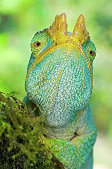 Male Parson's chameleon (Calumma parsonii) hunting for prey