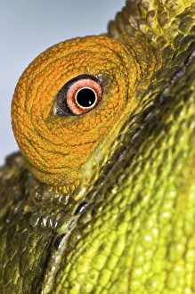 Animal Eye Prints: Male Parson's chameleon (Calumma parsonii) in rainforest understory