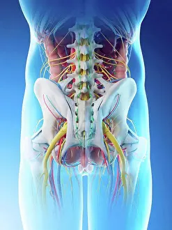 Graphic Prints: Male pelvis anatomy, computer illustration