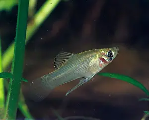 Guys Prints: Male (Phallichthys), carpling, lateral