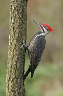 Colored Background Prints: Male Pileated Woodpecker pecking on a tree trunk