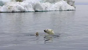 Nanook Prints: Male Polar Bear Swimming in the Beaufort Sea in Summertime, Arctic Ocean