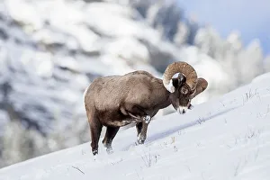 Yellow Stone Prints: Male (ram) Rocky Mountain Bighorn Sheep (Ovis canadensis canadensis) searching for grazing beneath deep snow