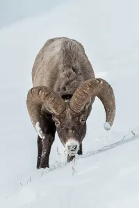 Superstock Prints: Male (ram) Rocky Mountain Bighorn Sheep (Ovis canadensis canadensis) searching for grazing beneath deep snow