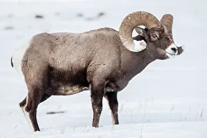 Yellow Stone Prints: Male (ram) Rocky Mountain Bighorn Sheep (Ovis canadensis canadensis) in deep snow