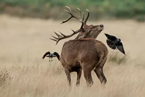 Horned Prints: Male Red deer (Cervus elaphus) mobbed by Jackdaws (Corvus monedula) in long grass