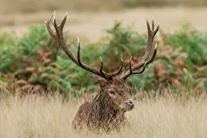 Antelope Prints: Male Red deer (Cervus elaphus) resting in long grass, Richmond Park, London, England