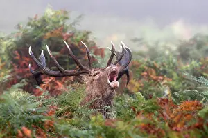 Speak Prints: Male Red deer troating in the ferns Great Britain