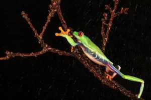 Frog Prints: Male Red-Eyed Tree frog (Agalychnis callidryas) isolated on black background