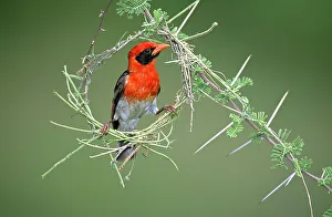 Nick Garbutt Prints: Male Red-headed Weaver (Anaplectes rubriceps) in early stages of constructing its nest