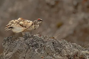 Game Bird Prints: Male Rock ptarmigan (Lagopus muta) perching on rock