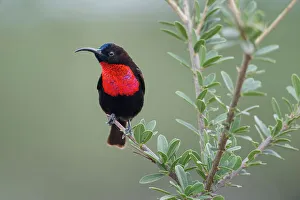 Serengeti Prints: Male Scarlet-chested Sunbird (Chalcomitra senegalensis) perched on Aloe flower