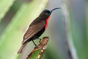 Serengeti Prints: Male Scarlet-chested Sunbird (Chalcomitra senegalensis) perched on Aloe flower