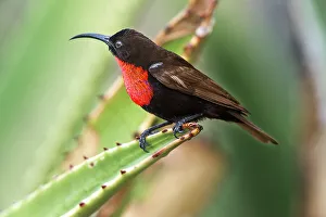 Serengeti Prints: Male Scarlet-chested Sunbird (Chalcomitra senegalensis) perched on Aloe flower