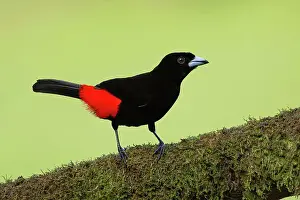 Birdwatching Prints: A male Scarlet-rumped Tanager (Ramphocelus passerinii)