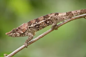 Foraging Prints: Male Short-Horned chameleon (Calumma brevicorne) actively foraging