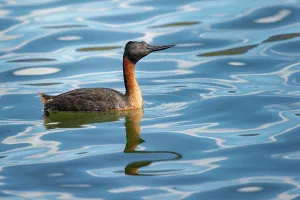 Southamerica Prints: Male Southern Great Grebe (Podiceps major) on freshwater lake