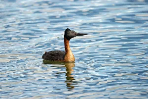 Southamerica Prints: Male Southern Great Grebe (Podiceps major) on freshwater lake
