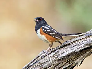 Singing Prints: A male Spotted Towhee, Pipilo maculatus, singing on a branch in North Dakota, USA