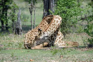 Giraffa Prints: Male Thornicroft's Giraffe (Giraffa camelopardalis) resting / sleeping