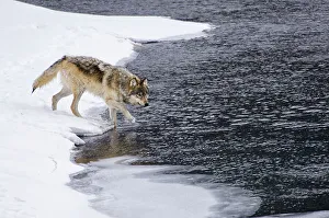 Canidae Prints: Male Timber or Grey Wolf (Canis lupus) entering the Lamar River