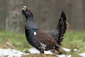 Male Western Capercaillie (Tetrao urogallus) in a forest
