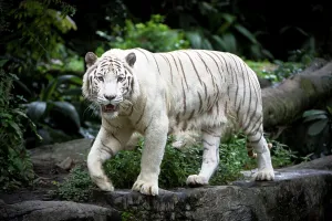Singapore Prints: Male White tiger (Panthera tigris tigris) in captivity at Singapore Zoo
