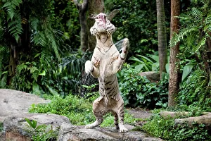 Catching Prints: Male White tiger (Panthera tigris tigris) catching food