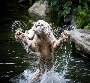 Carnivores Prints: Male White tiger (Panthera tigris tigris) catching food