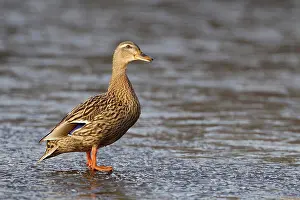 Weather Prints: Mallard Duck (Anas platyrhynchos) adult female