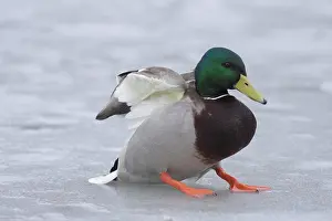 Frozen Prints: Mallard Duck (Anas platyrhynchos) adult male