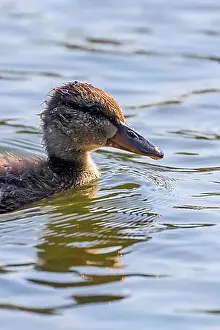 Mallard Duck Baby on water surface, Ducklings Swimming