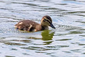 Mallard Duck Baby on water surface, Ducklings Swimming