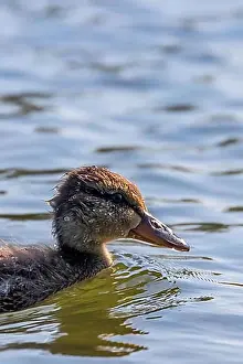 Swims Prints: Mallard Duck Baby on water surface, Ducklings Swimming